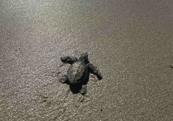 Villas playa corozalito con piscina
